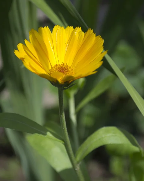 stock image Calendula