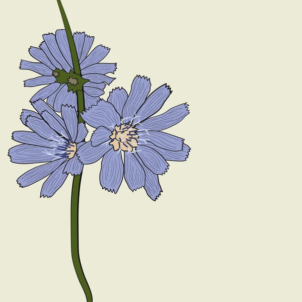 Blommor av cikoria — Stock vektor