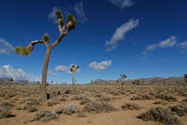 Joshua trees in deathe vally clipart