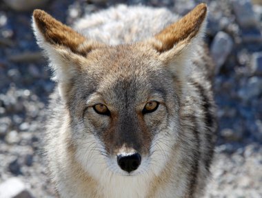 Coyote in Death Valley clipart