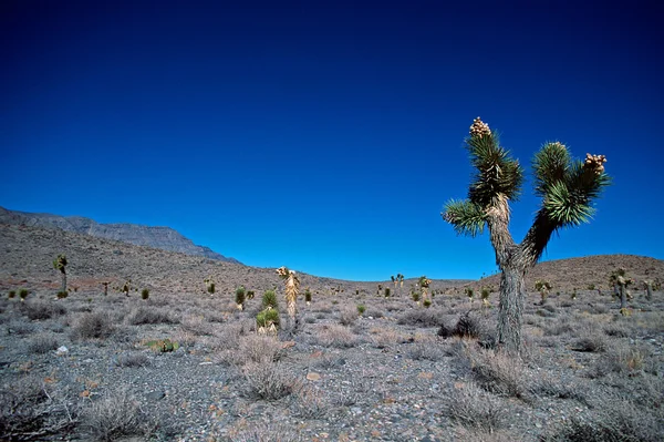 Josué Árvore no Vale da Morte — Fotografia de Stock