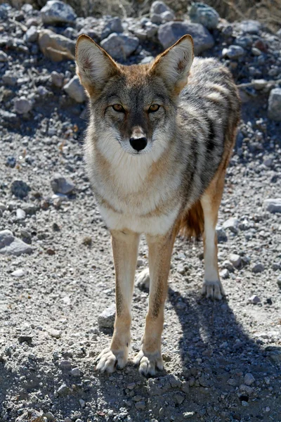 Coyote # 3 — стоковое фото