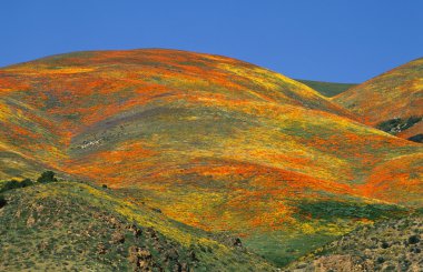 Widlflowers in Gorman, California clipart