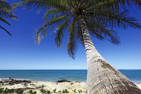 Kokospalme am Strand — Stockfoto