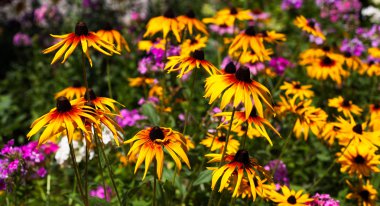 sarı çiçek rudbeckia çiçek