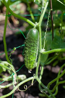 Cucumber on a bed clipart