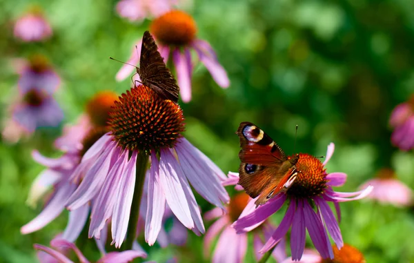 Two butterflies on Echinacea — Stock Photo, Image