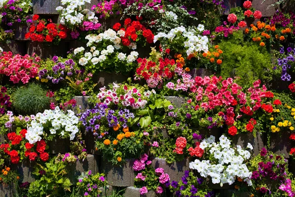 stock image The wall of beautiful flowers