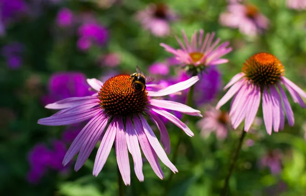Bumblebee collecting nectar from Echinacea — Stock Photo, Image
