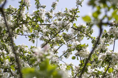 appletree çiçekler