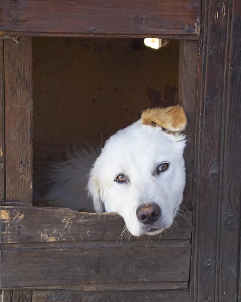 Labrador retriever in house — Stock Photo, Image