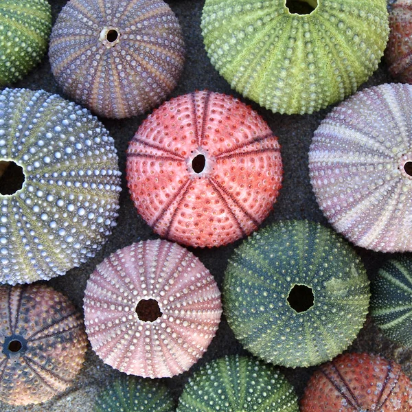 Разнообразие разноцветных морских ежей — стоковое фото
