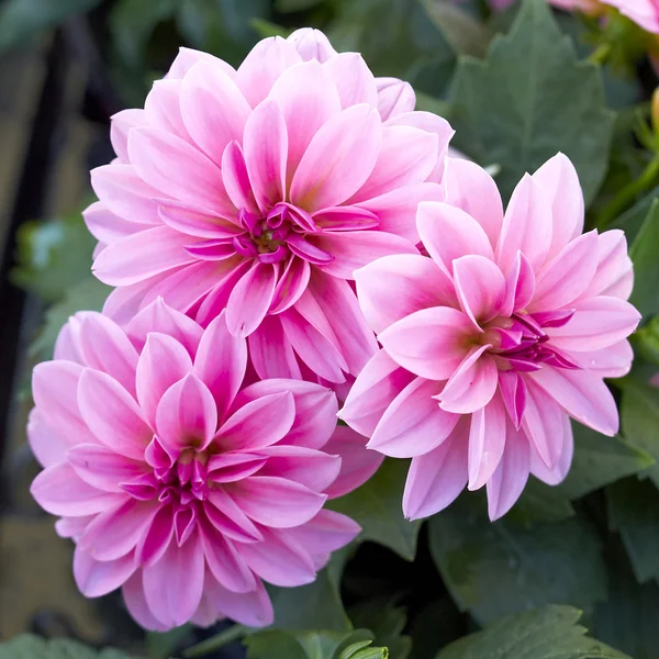 Pink dahlia flowers closeup Stock Picture