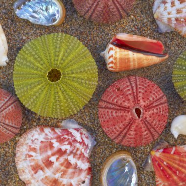 Variety of colorful sea urchins and shells clipart