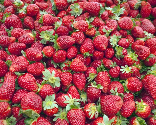 Colorful fresh strawberries — Stock Photo, Image