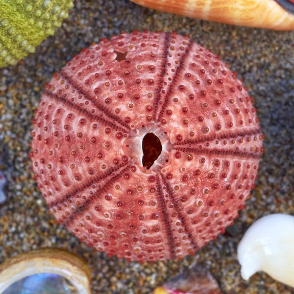 stock image Colorful sea urchin closeup