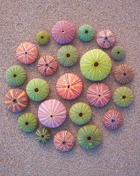 Variety of colorful sea urchins — Stock Photo, Image