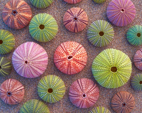 Variedad de erizos de mar coloridos — Foto de Stock
