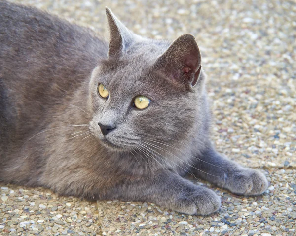 stock image Grey cat looking