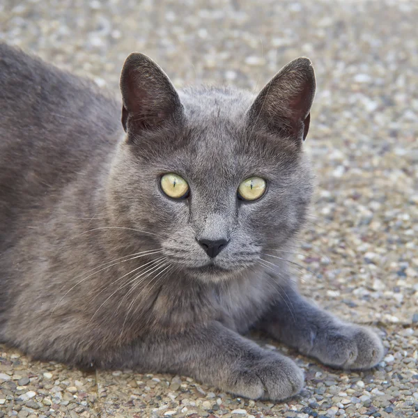 stock image Grey cat looking