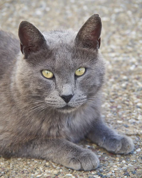 Stock image Grey cat looking