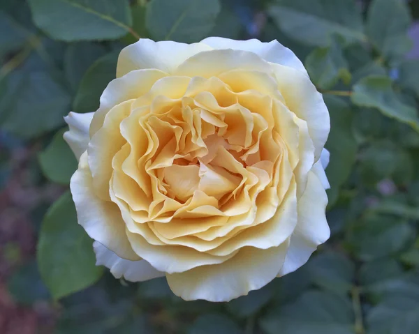 Rosa gialla pallida primo piano — Foto Stock