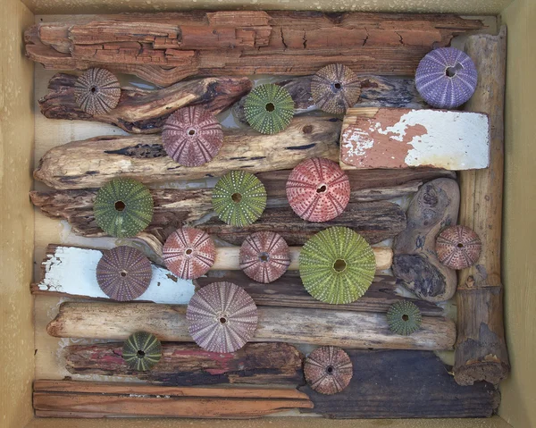 Mängd olika färgglada sjöborrar på kvistar och trä — Stockfoto
