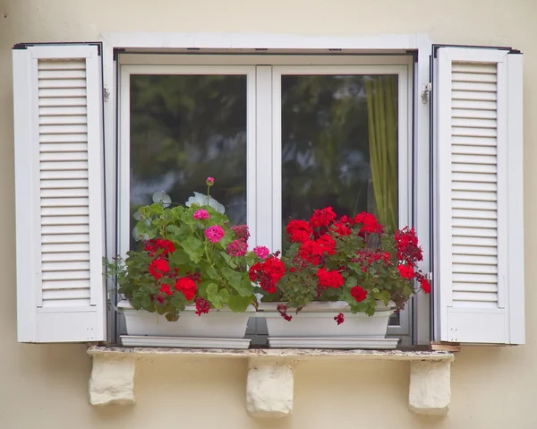 Window with geranium flowers pot — Stock Photo, Image
