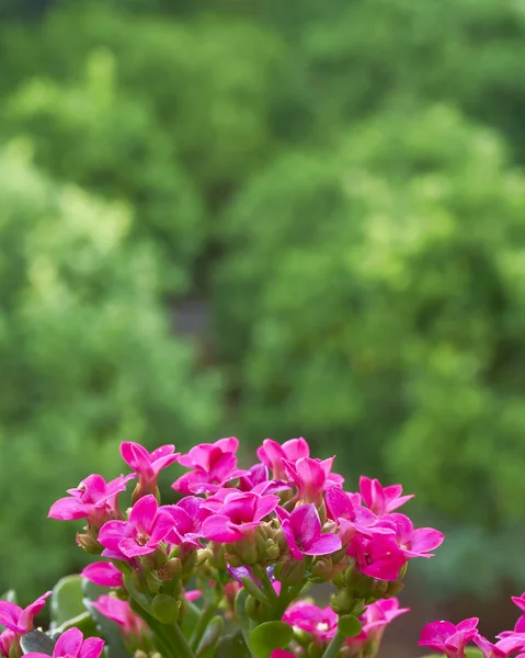 Färgglada färska Växtstubbar blommor — Stockfoto