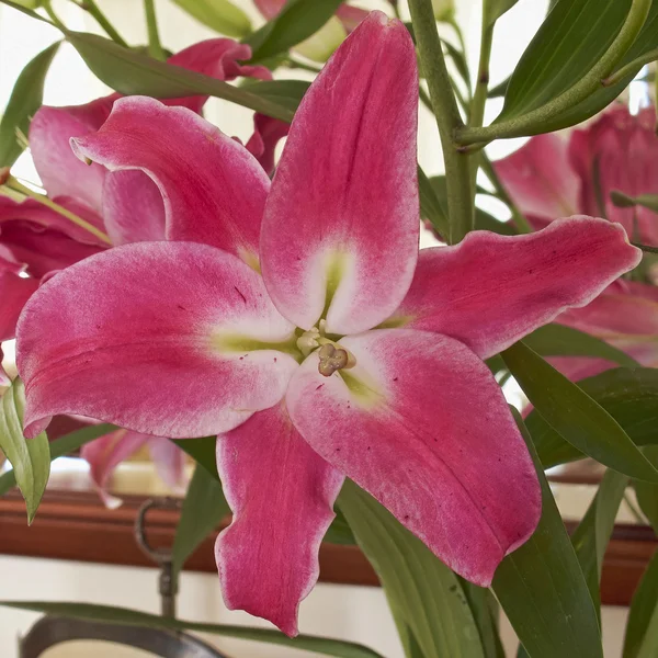 Single lilium, floral background — Stock Photo, Image