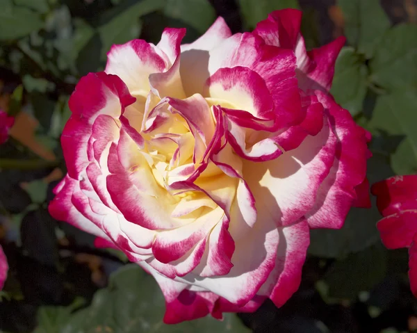 赤とベージュのバラ — ストック写真