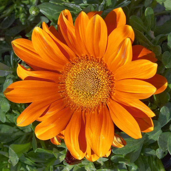 Ενιαία πορτοκαλί gerber closeup — Φωτογραφία Αρχείου