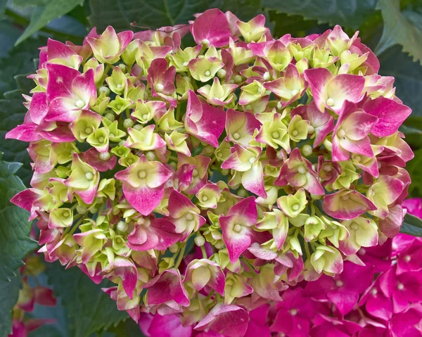 Hortensia verde e rosa — Fotografia de Stock