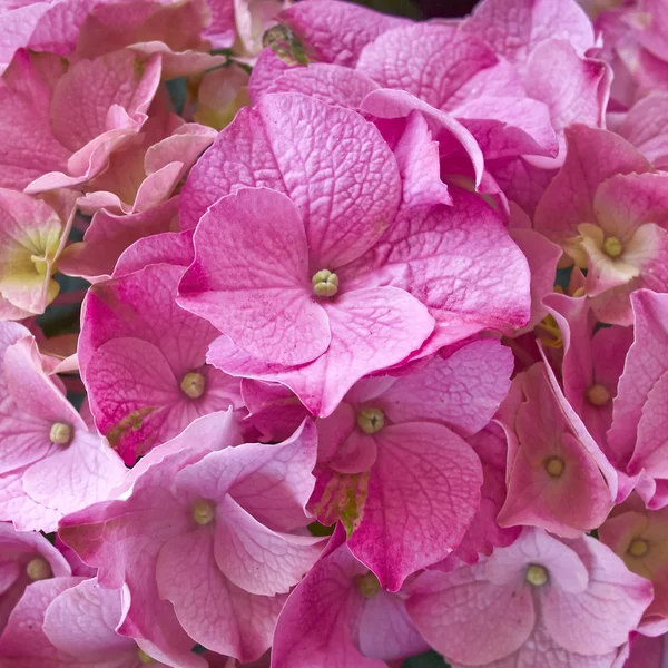 Hortensia rosa, fondo floral — Foto de Stock