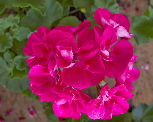 Paarse geranium boeket — Stockfoto
