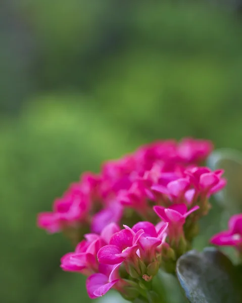 녹색 bokeh 배경에 화려한 신선한 분홍 꽃 — 스톡 사진
