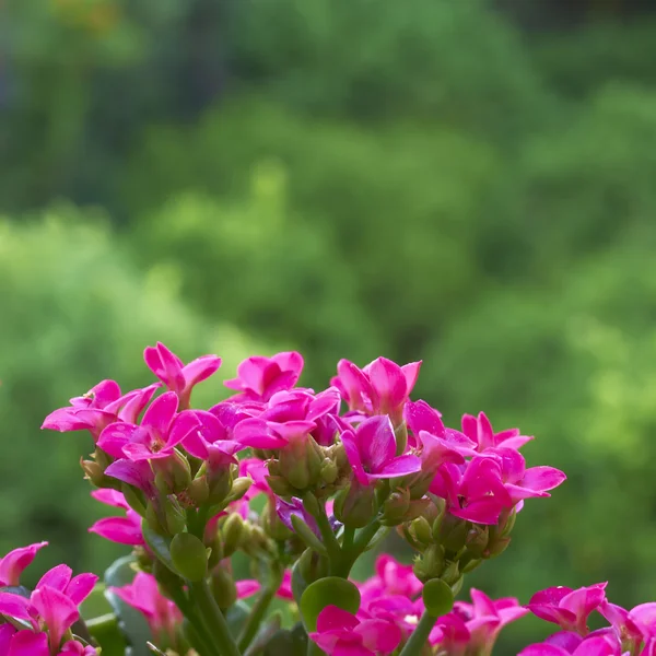 Kolorowe kalanchoe świeże kwiaty — Zdjęcie stockowe