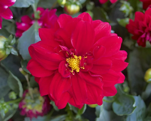 Red dahlia closeup — Stock Photo, Image
