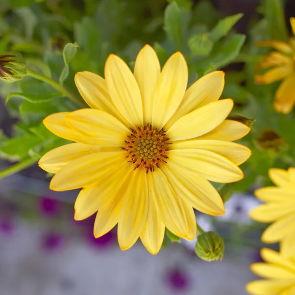 Gul daisy closeup - Stock-foto