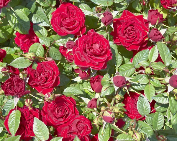 Stock image Red roses cultivation