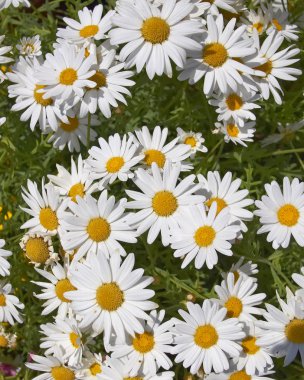 Daisies floral background clipart