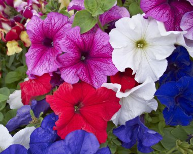 Petunia flowers closeup, natural background clipart