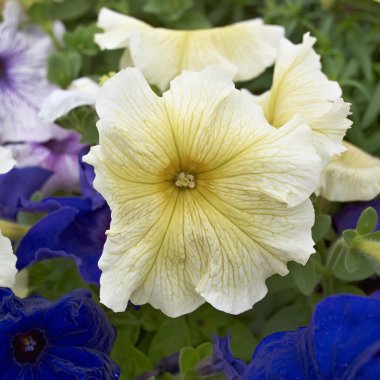 Petunia flower closeup, natural background clipart