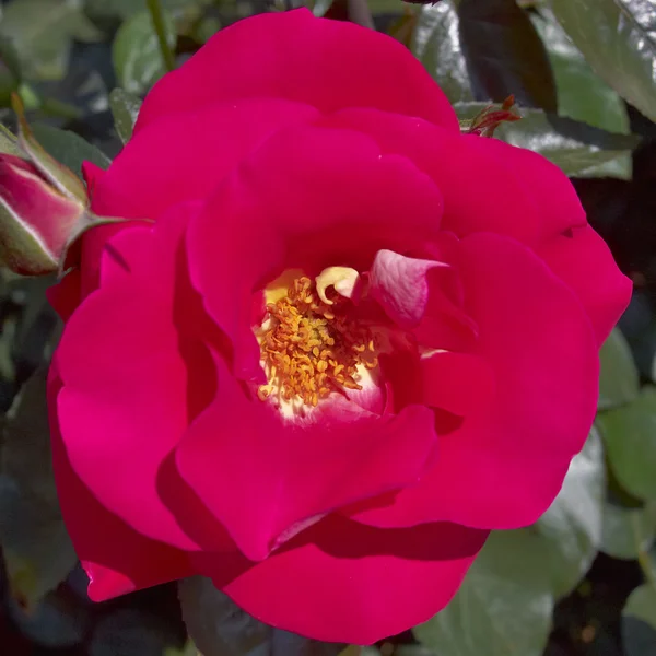 Άγρια κόκκινο τριαντάφυλλο closeup — Φωτογραφία Αρχείου