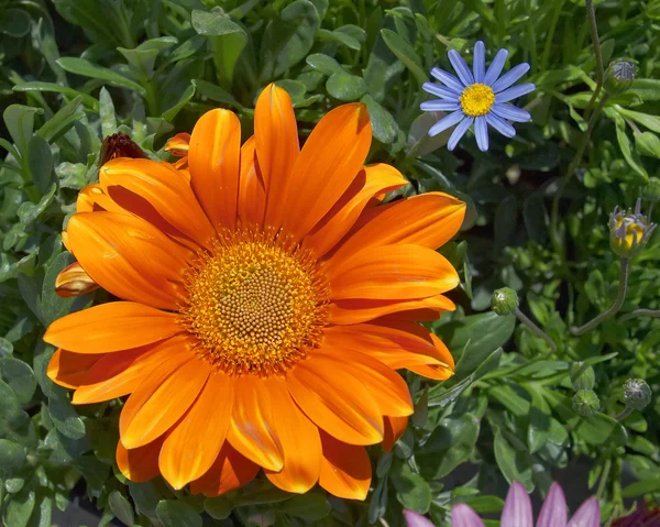 Orange Gerber and blue daisy — Stock Photo, Image