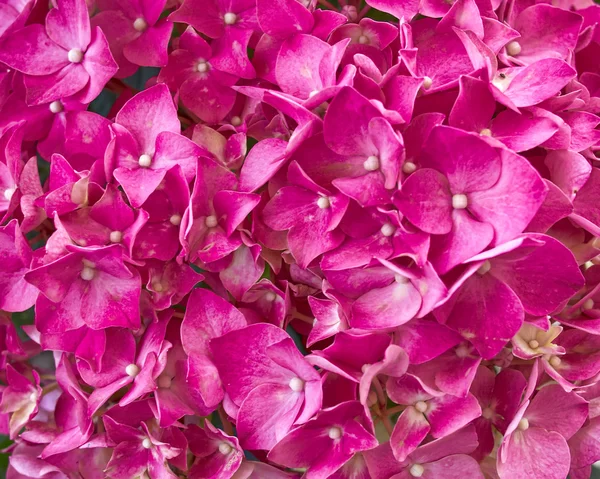 Фиолетовая Гортензия, цветочный фон — стоковое фото