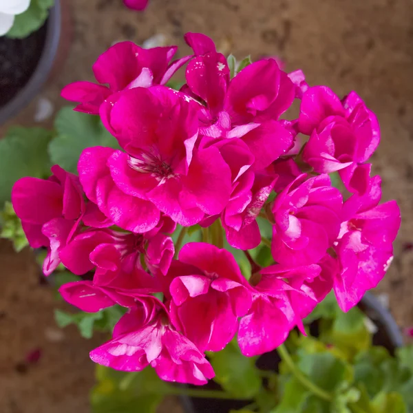 Lila geranium bukett — Stockfoto