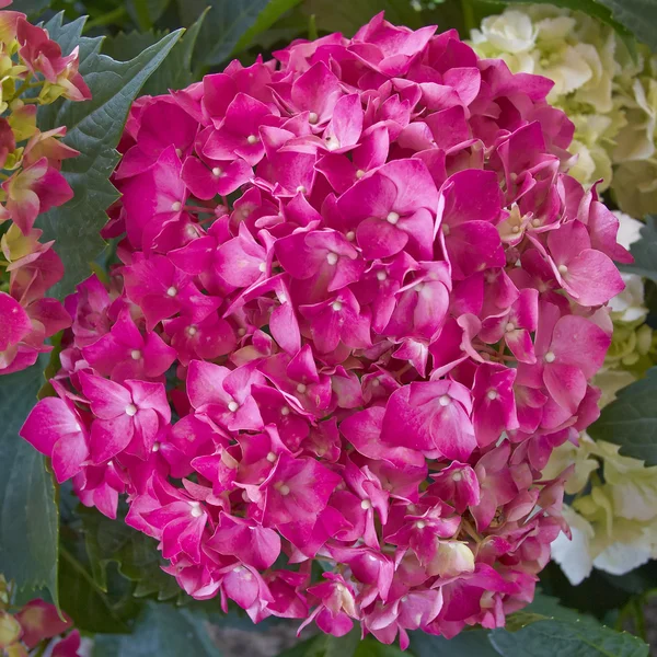 Paarse hortensia, floral achtergrond — Stockfoto