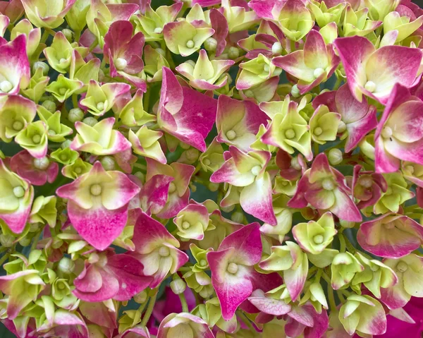 Zbliżenie zielony & różowy hortensia — Zdjęcie stockowe