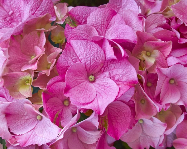 Pembe HORTENSIA, çiçek arka plan — Stok fotoğraf